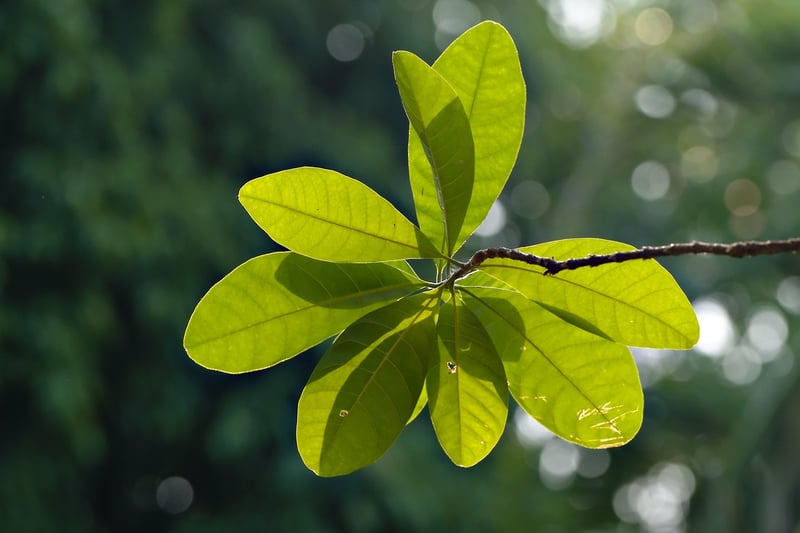 Nurturing Plants